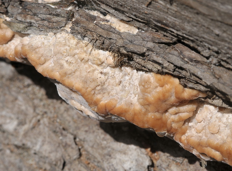 Aphyllophorales corso